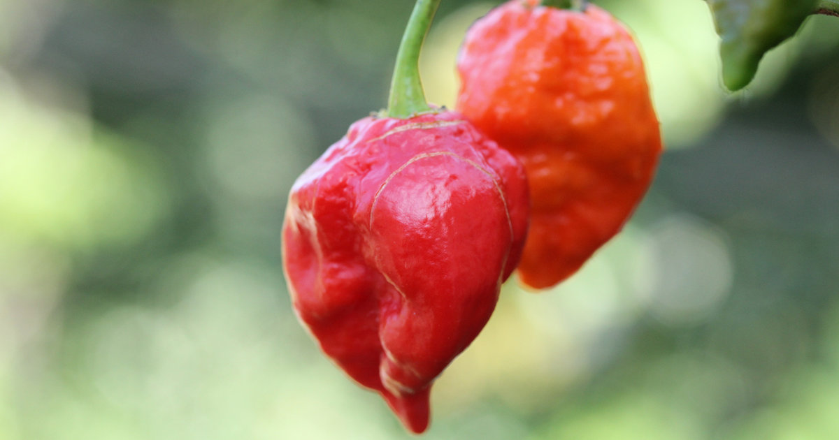Capsazepine, a Form of Capsaicin, Is a Hot Ghost Pepper Burn Antidote