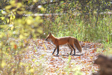 Fox in woods