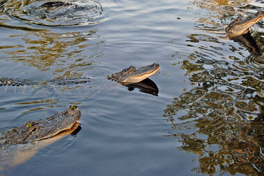New Orleans Swamp Tour