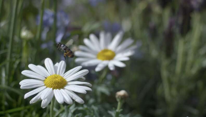 black mirror bee robot hated in the nation