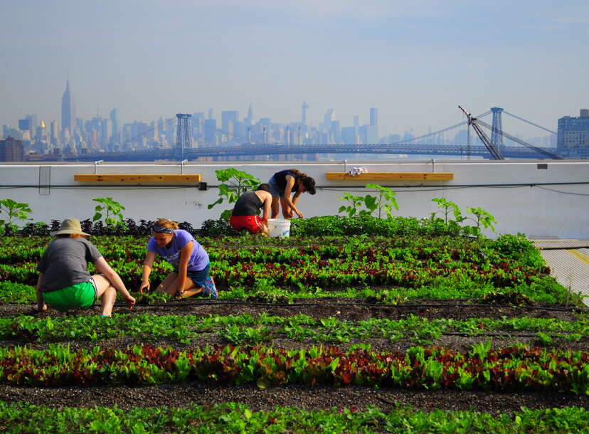 Tour Gotham Greens, an Urban Rooftop Farm in Brooklyn