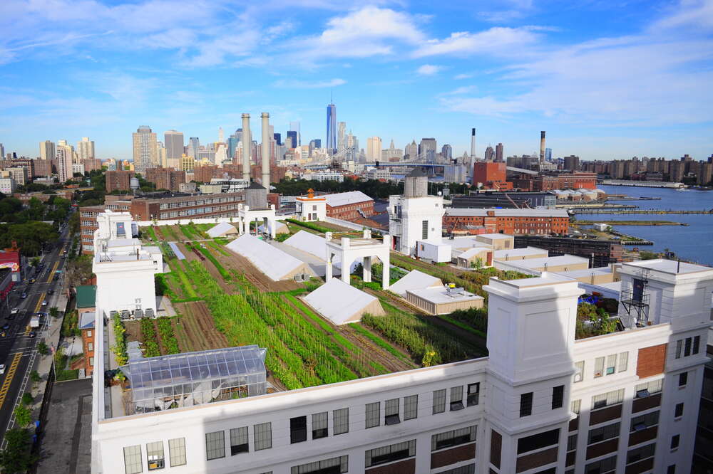 Tour Gotham Greens, an Urban Rooftop Farm in Brooklyn