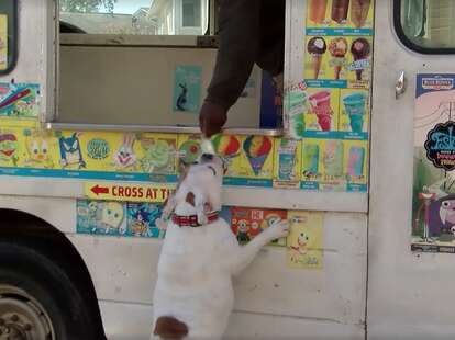 Ice cream dog