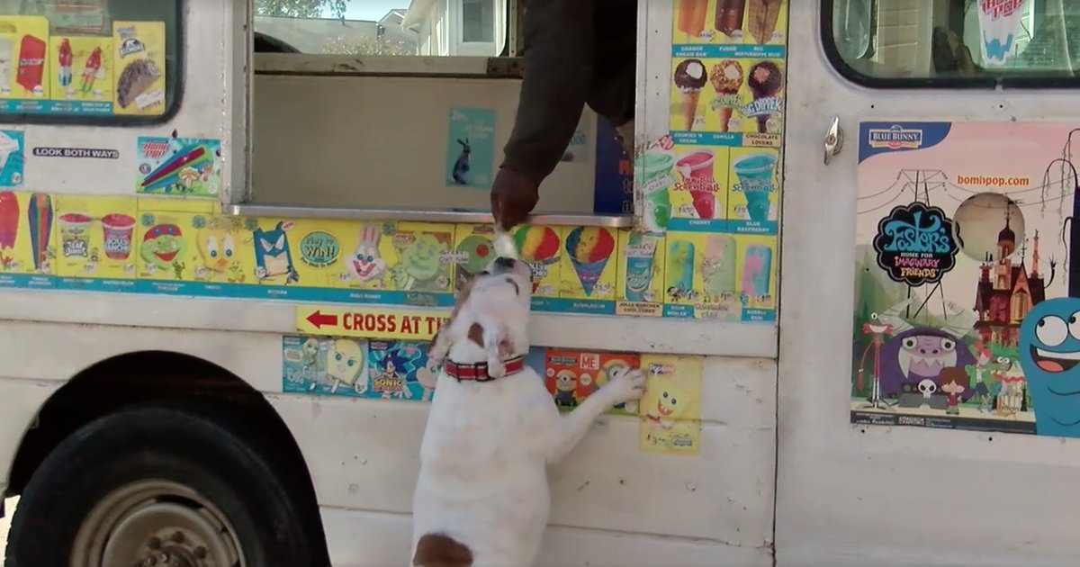 English Bulldog Chasing Ice Cream Truck in Alabama Is Adorable Thrillist