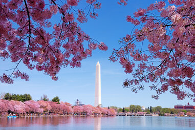 Washington DC Cherry Blossom