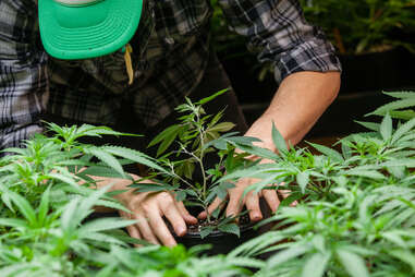 planting marijuanas