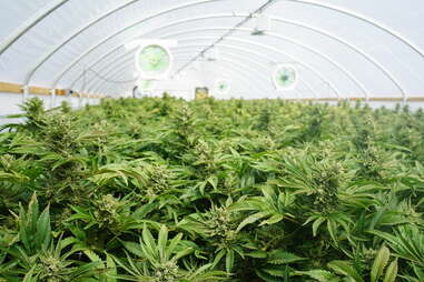 industrial cannabis farm