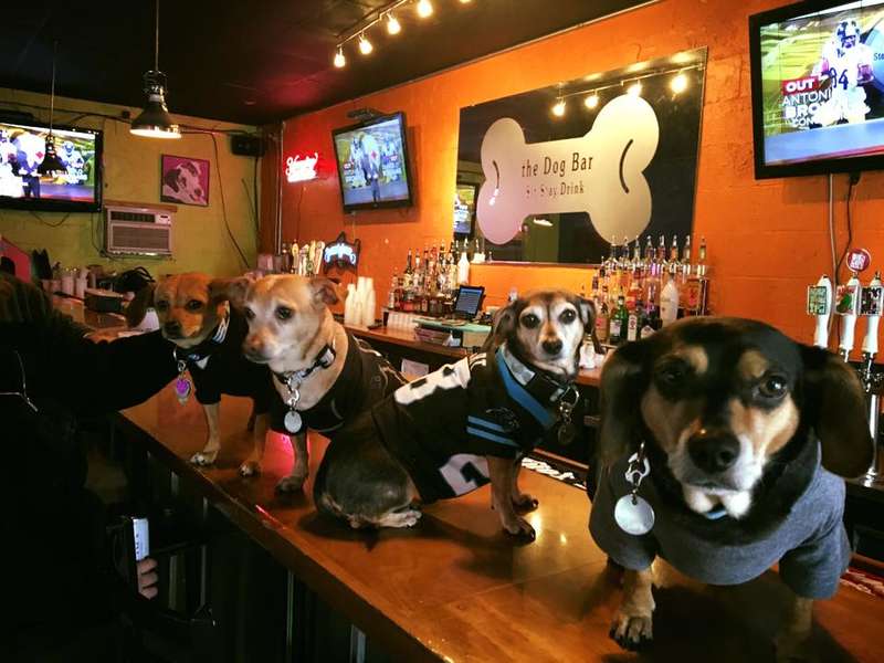 the Dog Bar A Bar in Charlotte, NC Thrillist