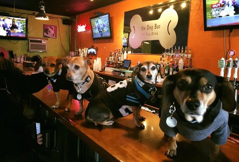 the Dog Bar: A Charlotte, NC Venue.