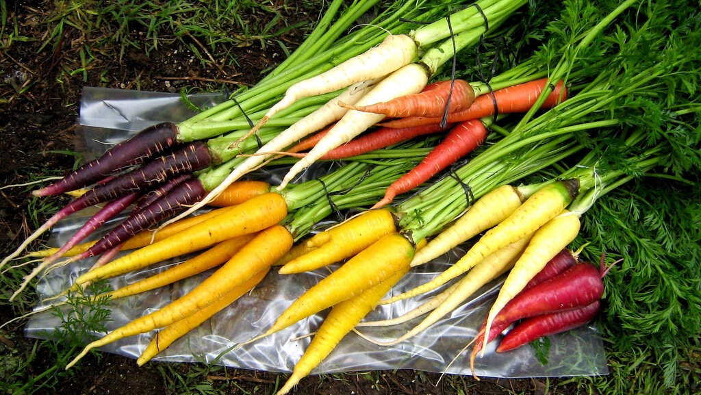 colorful carrots