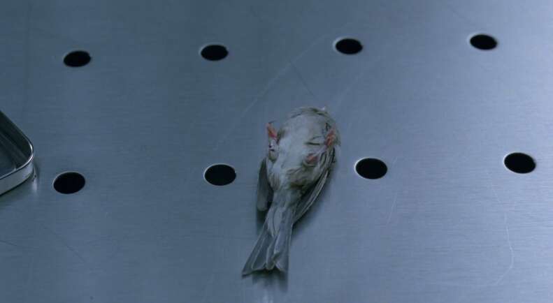 Bird Westworld