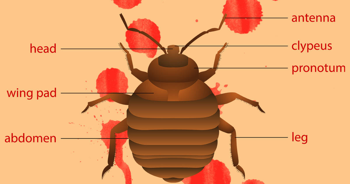 bugs that look like bed bugs