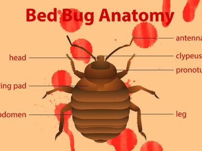 Bugs Like Bed Bugs