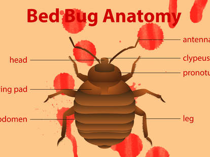 What Do Bed Bugs Look Like Bed Bug Bites Explained Thrillist