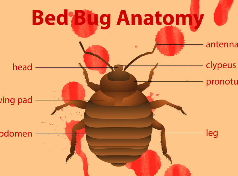 bed bug bites on genital area