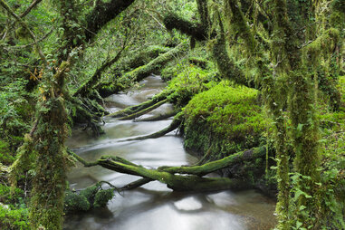 Enchanted Forest, Queulat National Park (Chile)