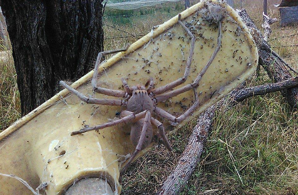 These huntsman spiders do something weird: live together as a big, happy  family