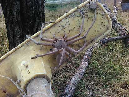 Huge Huntsman Spider