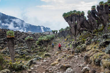 Dendrosenecio (giant groundsel) on the way to Mount Kilimanjaro