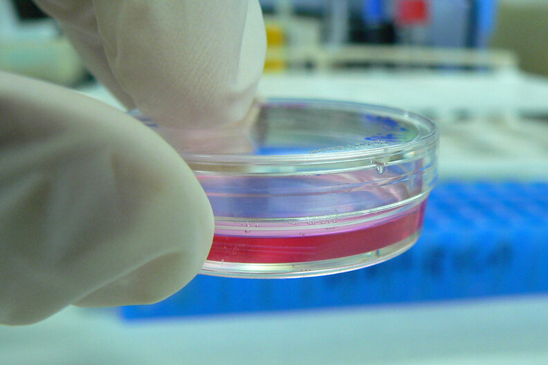 cell culture in petri dish