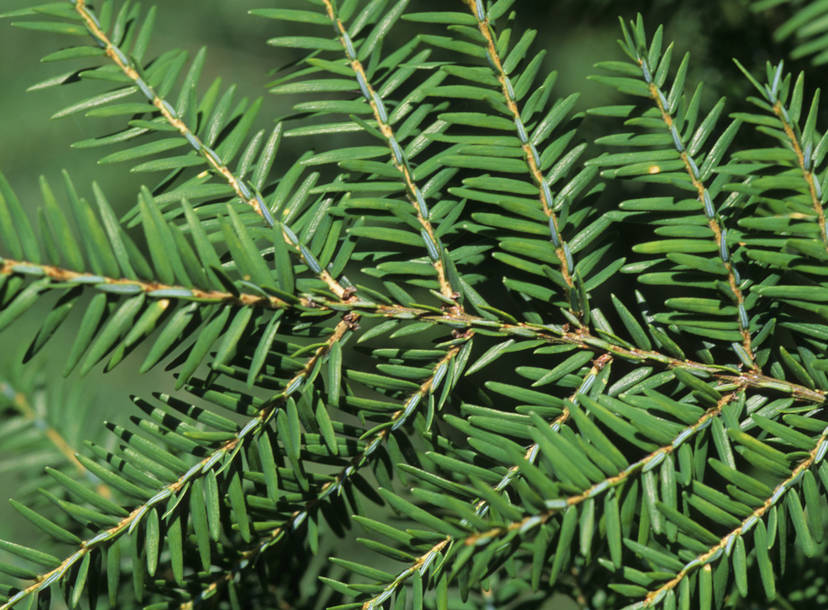 Pine Liquor And Products For Your Christmas Tree Cocktail Thrillist