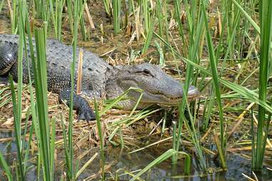 Dr. Wagner's Honey Island Swamp Tours