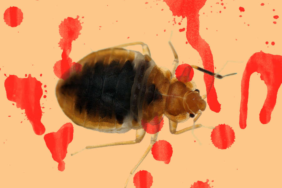 Everything You Never Wanted to Know About Bed Bugs in NYC