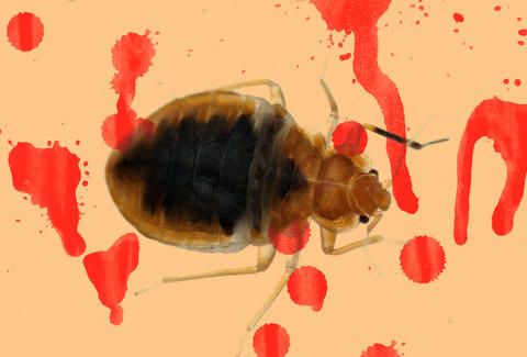 Worried About Bed Bugs in NYC? Treatment & Signs in New  