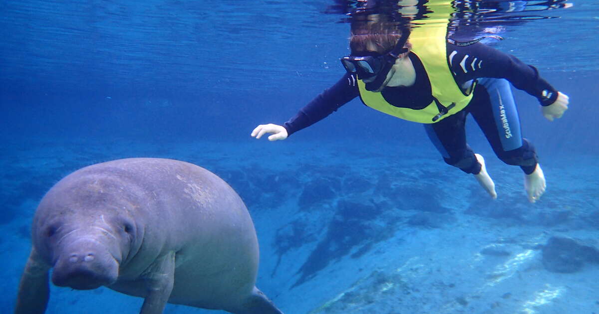 How & Where to Swim With Manatees in Citrus County, Florida - Thrillist