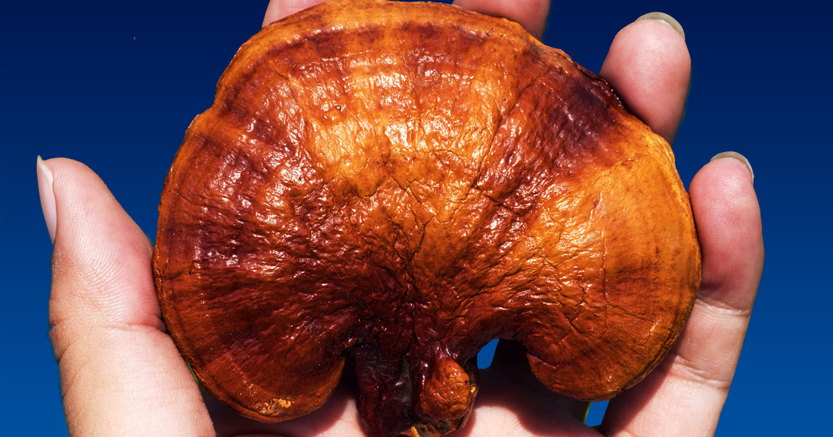 Reishi Mushrooms Health Benefits Include Cancer Prevention, Allergies