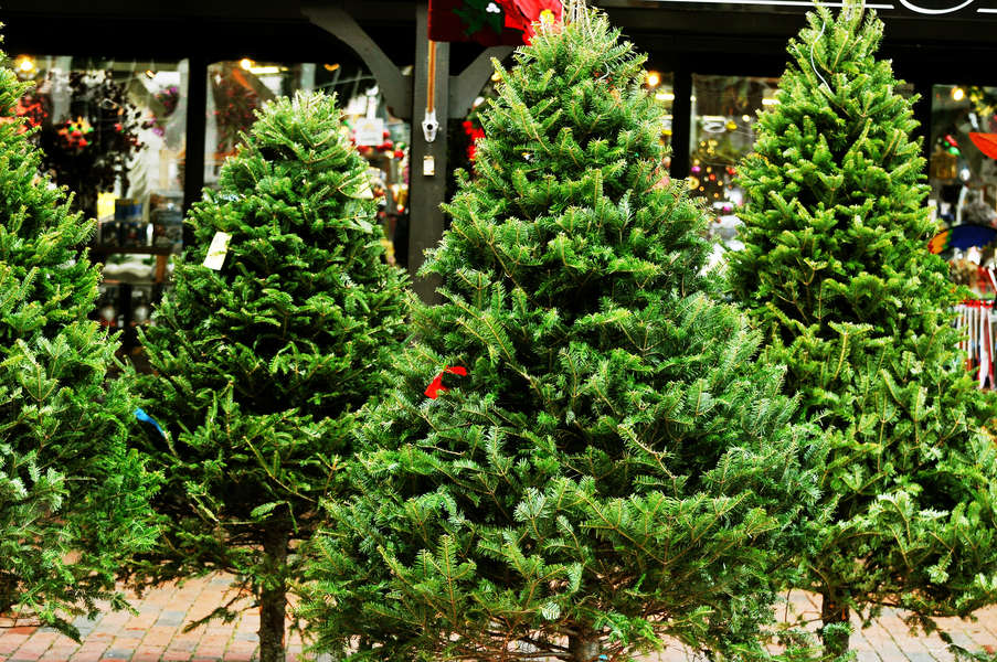 douglas fir christmas tree