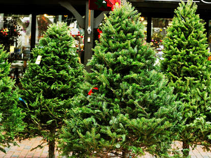 Types Of Christmas Trees Explained Douglas Fir Balsam Fir More Thrillist