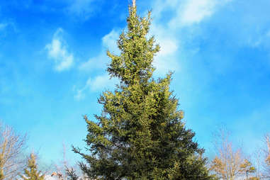 balsam fir tree