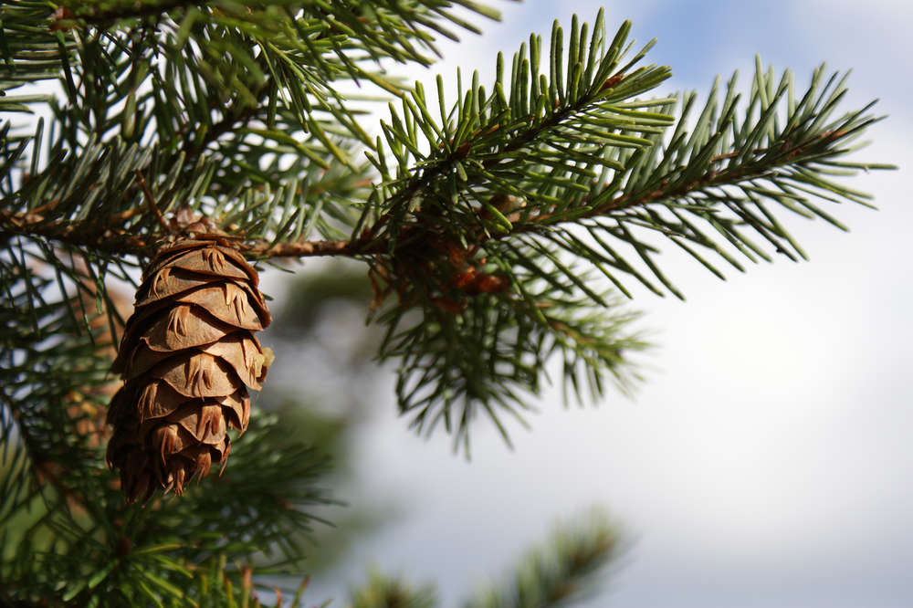 Types Of Christmas Trees Explained Douglas Fir Balsam Fir More Thrillist