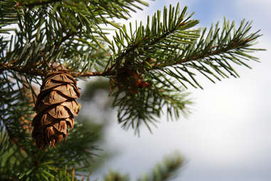 pine cone on douglas fir tree