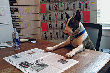 At Home with Marc Jacobs and Neville, His Insta-Famous Bull Terrier