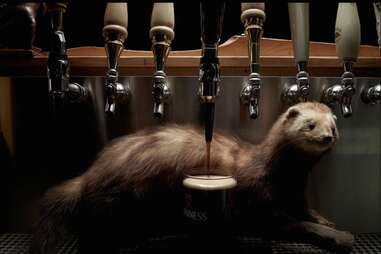 taxidermy ferret by Guinness beer tap