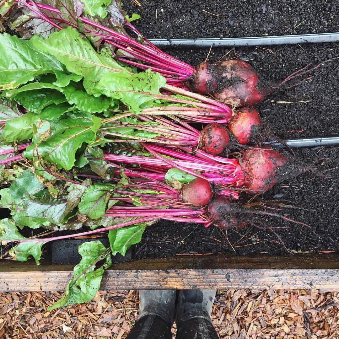 Seattle Urban Farm Company