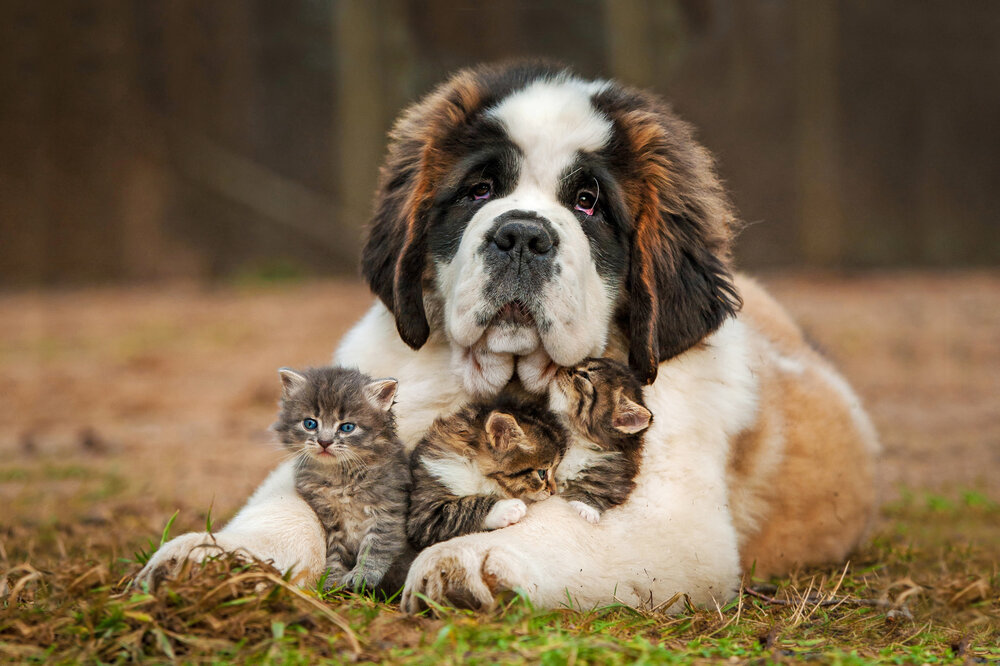 cute st bernard