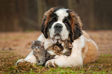 Cute online st bernard