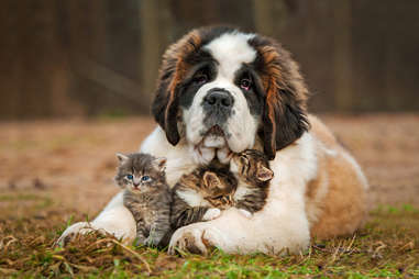 Cute st best sale bernard puppy