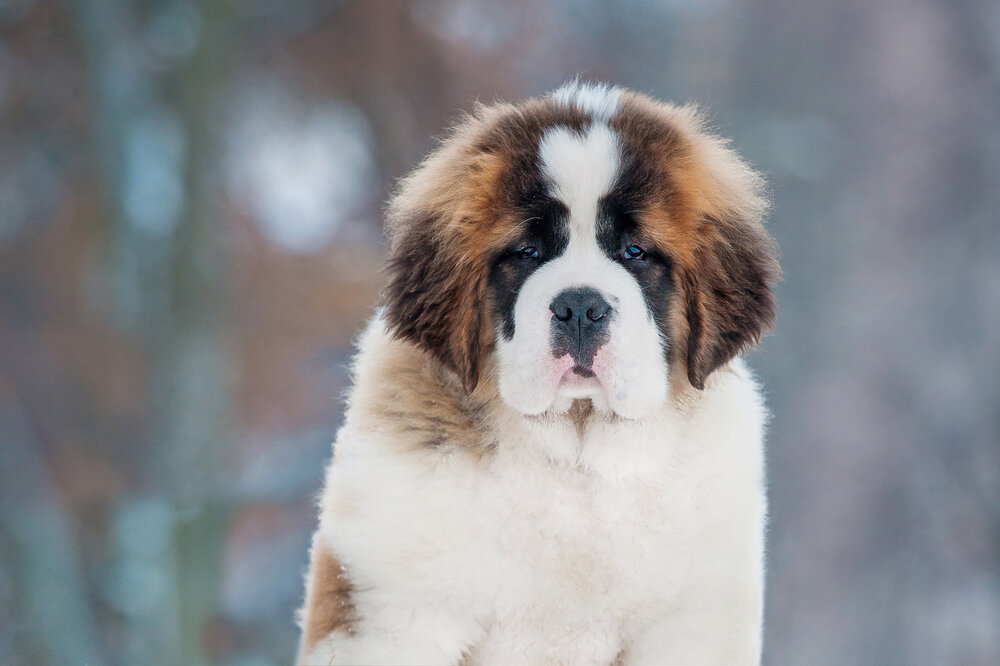 st bernard carrying whisky