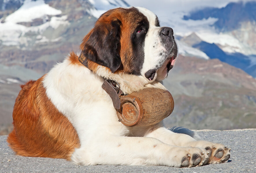 St bernard dog for sale store near me