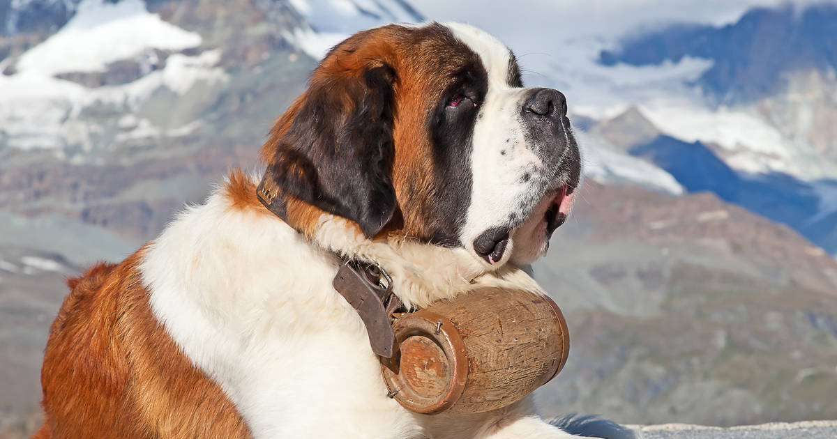 Saint Bernard - Facts and Beyond