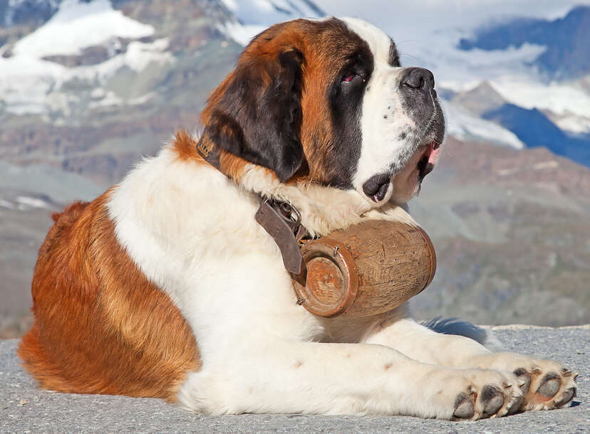 Why Are St. Bernards Always Depicted With Barrels Around Their Necks?
