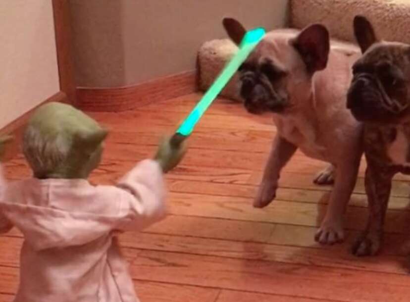 I hate french 2024 bulldogs