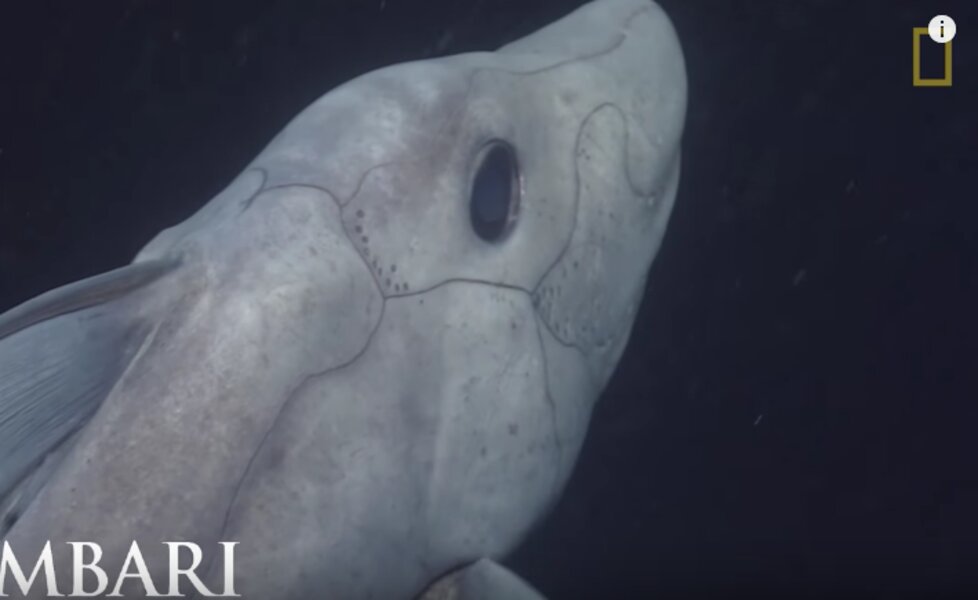 The First Ever Video of This Living Ghost Shark Is Creepy as Shit