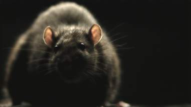 rats morgan spurlock best documentaries 2016
