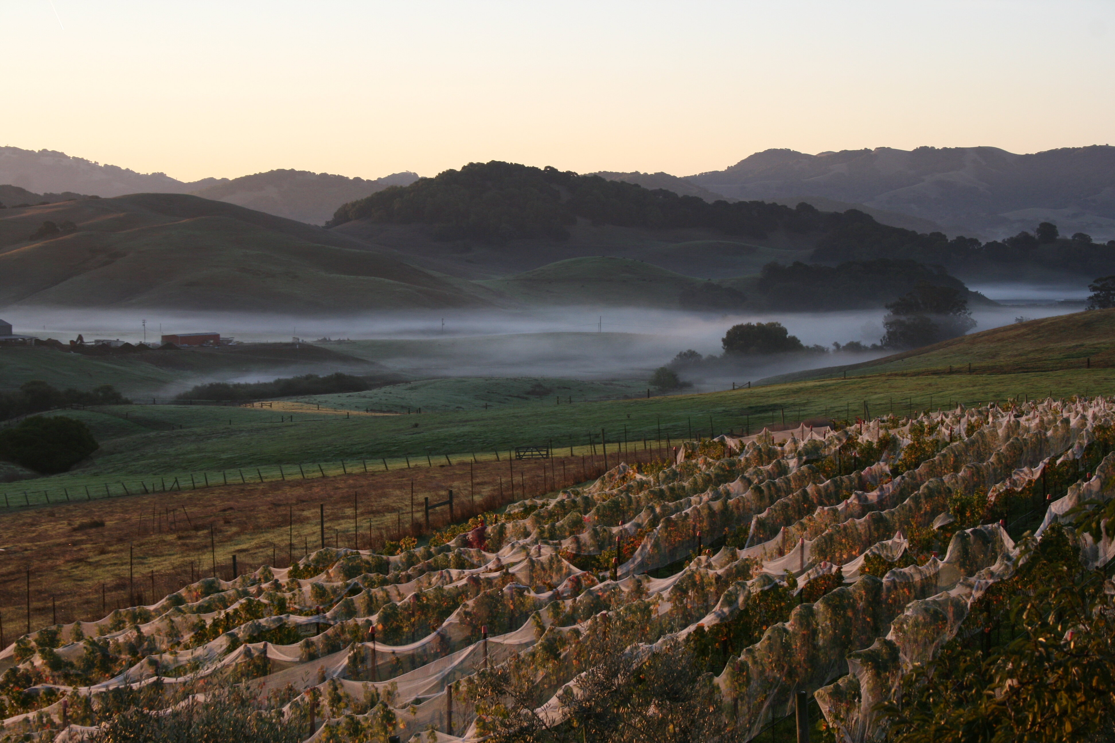 Things to Do in Petaluma, CA Lagunitas, Vineyards, Food & More Thrillist