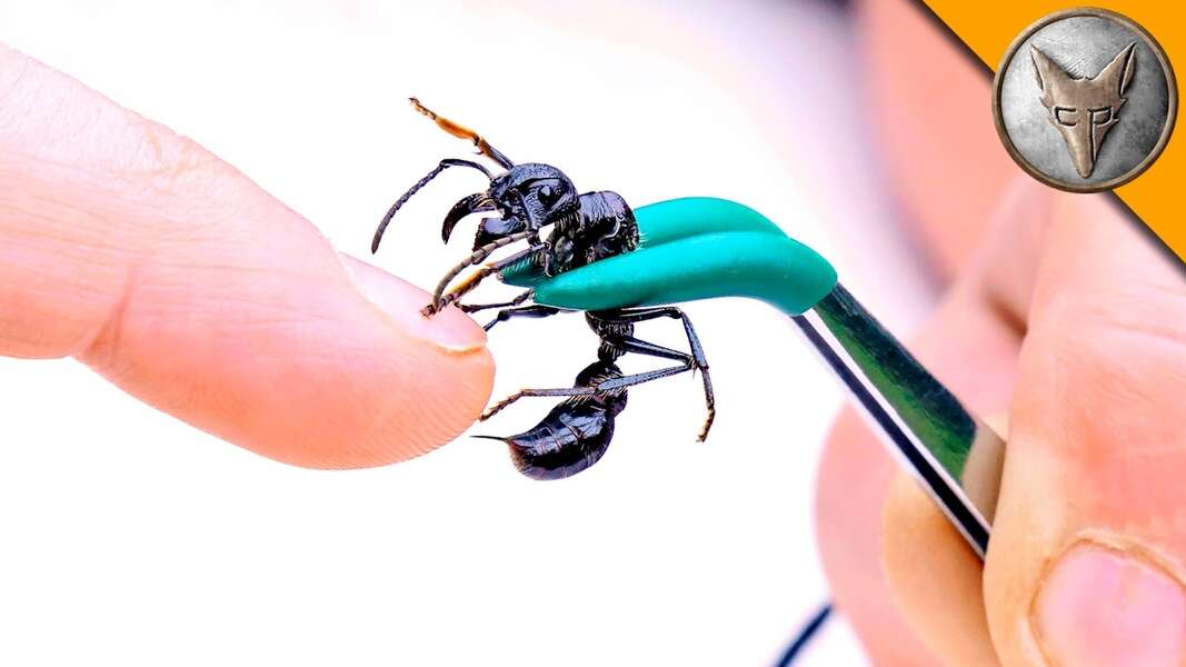 Most Painful Bug Sting: Coyote Peterson Gets Stung By Bullet Ant